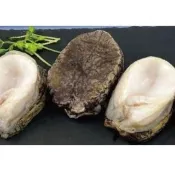 【RealShop】智利 南美貝2入裝 650g±10%