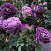 隔日達現發🌹玫瑰花苗🌹3寸盆帶葉子 基地直達 稀有玫瑰 帶葉出貨 陽台庭院花卉盆栽薔薇大花月季濃香耐寒室外植物四季開花