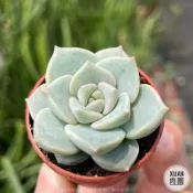 一吋迷你盆【白牡丹】多肉植物|多肉|景天科｜療癒小物| 組盆|綠手指必備|［Xuan肉園］