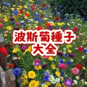 次日達 -【波斯菊種子大全（1元一粒種子）】格桑花 買20粒發50粒 當季新籽  四季開花不斷 新手易養活 室內庭院觀賞