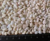 ~天然玉米石 600g~石頭 好運石 裝飾 盆栽鋪石 水族 多肉植物 仙人掌 肉肉 陽台 室內 景觀 園藝 盆栽