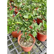 芙菈朵森林 金豆柑 小品 觀賞盆栽 盆景樹 年節送禮