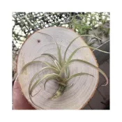 (店+)空氣鳳梨 霸王x貝可利 (國際)(非常容易叢生) xerographica X brachycaulos