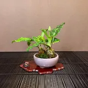 宗像一蒼鉢 出藝斑葉油點百合∣香氛山野草