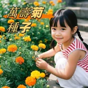 （快速出貨）驅蚊萬壽菊種子 觀賞明黃色混色易種花期長濃香驅蟲耐熱黃菊花懶人播種花卉種子#花海