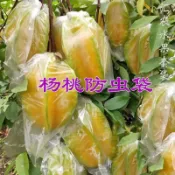 【台灣熱銷】楊桃套袋保護袋防鳥楊桃專用袋番石榴芭樂透氣排水通用袋