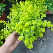 億時代園藝+黃金錢草 3吋盆 6吋盆 水生植物