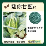 【台灣出貨 電子發票】迷你甘藍 種子 高麗菜 牛心甘藍 甘藍 菜籽 空中花園藝世界