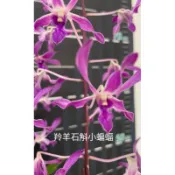 羚羊石斛小蝙蝠Den. Panavee 