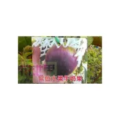 (店+)花森好市-水果苗--紫色大果牛奶果--星蘋果3.5吋盆高30-45公分