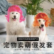 免運⚡ 寵物髮飾 寵物假髮 爆炸頭假髮 齊瀏海假髮 貓咪狗狗造型假髮 萬聖節聖誕節寵物裝飾 寵物造型配件 寵物搞怪假
