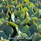 沅鈺農場   多肉植物   一吋盆/白鳳