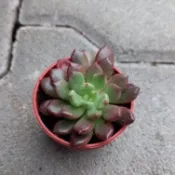 【多肉植物 】紅寶石 一吋  穩根