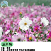 波斯菊種子 秋櫻花種子 格桑花 大波斯菊花籽 野花花海 mix混色 花壇陽台盆栽 四季易種 開花快速 蜜源植物 庭院造景