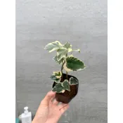 【高木の森】 🅑🅞🅣🅐🅝🅘🅒-法國常春藤