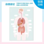 (店+)身體器官 磁鐵白板 人體器官教學 認識器官教具 學習用品
