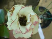 ╭＊田尾玫瑰園＊╯玫瑰花-(綠光.Ryokkou)