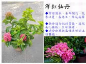 洋紅仙丹【新中港花卉】圍籬 開花 粉紅 常綠 綠化 擺放 植物