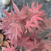 楓樹苗蝦取宅配滿3棵出貨 紅猩猩初猩猩藤波錦笠置山泰勒楓孔雀楓茜浜乙女喬丹姊妹天使青楓楓香大棵2棵出貨可合併不同植物