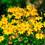 12h出貨 芳香萬壽菊 濃香型 夏日可驅蚊效果好 室內四季好養易活 耐寒耐熱 耐旱 花卉陽台庭院四季開花