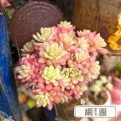喬伊斯塔洛克錦/1吋🌵【療癒多多肉】全館訂單需滿200元才會出貨🚚