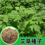 🌿（艾草種子）中草藥種子 香艾益母草 艾蒿種子籽 四季可種植  耐寒 可食用 可驅蚊 藥用艾草種子 田園庭院盆栽種植種籽