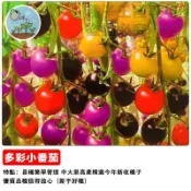 七彩小番茄種子 混色聖女果種子 盆栽陽台小果番茄 家庭菜園種植 自栽可食用小蕃茄 多彩水果小番茄 台灣適種 豐收易種