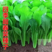 蔬菜種子大葉春菜種子 老品種春芥菜種子 菜籽蔬菜種子 四季春菜