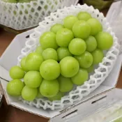 (店+)【果之蔬】韓國無籽麝香綠葡萄(450g/600g任選)空運進口/皮薄多汁/香甜無籽 