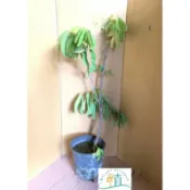 🌸植plant&flower~無憂樹  印度無憂樹  無憂無慮  佛教聖樹