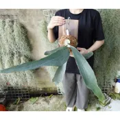 〈美心花園〉鹿角蕨  Platy. Omo 'Polar Bear' 北極熊鹿角蕨 (亞猴 女王 玉女 細菌 巨獸)