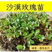 【隔日到貨】沙漠玫瑰苗 沙漠玫瑰 優良後代 適合新手練習 種植練習 免運無限次