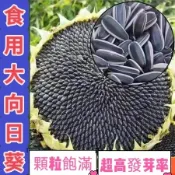 ✔💯現貨【向日葵種子】食用大向日葵種子 大田種植向日葵種子 食用花種籽 食葵種子 高產抗病 耐熱種植 盆栽地栽大量批發