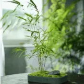 臺灣現貨速發 【內門竹種子】台灣化空氣竹子招財旺宅充滿竹韻 好育苗室內外盆栽桌擺綠植種子