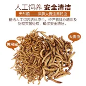 F邦邦水族〈大麥蟲乾 麵包蟲乾〉蜜袋鼯飼料 刺蝟飼料 鼠 龜 蛙 鳥 魚花羅漢 螯蝦 淡水龍蝦