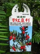 ╭＊田尾玫瑰園＊╯珍貴樹種--(紅豆杉)種子苗高30cm250元