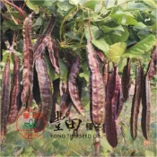 【野菜部屋~】J26 紫蝶紫翼豆種子10粒 蔓性品種 嫩葉也可食用~