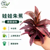 綠意小巷【娃娃朱蕉】。耐陰性良好。可水耕。三寸盆
