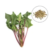 (店+)【蔬菜之家】A111.紅脈沙拉菠菜種子1.6克約130顆紫莖沙拉菠菜種子 品質佳 口感好 葉厚