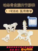 幸福時光館 {可打統編 保固一年}女性骨盆模型動態解剖盆底教學腰椎可活動人體康復培訓骨架恢復