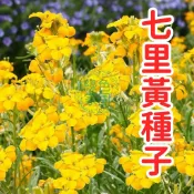 七里黃種子 月橘種子 台灣七里香 香花植物 綠籬種子 盆栽花卉 花香濃郁 開花種子 易種活 景觀樹種 陽台庭院植物