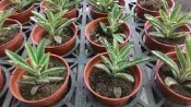花田厝 多肉植物 ** 野兔耳 ** 3吋盆/高5cm 找黑兔耳可參考 