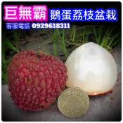 鵝蛋荔枝✅超矮化盆栽✅巨無霸品種+結過果 荔枝樹 鵝蛋荔枝 荔枝苗 大丁香荔枝 果苗 樹苗 矮化果樹 矮化盆栽 荔枝