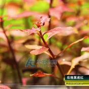 (店+)玫瑰葉底紅（水上葉）(AC草影)