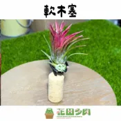 (店+)《花田多肉》🌵【軟木塞】 空鳳/空氣鳳梨/花架/多肉/仙人掌/園藝/盆栽/資材/擺飾/組盆/綠線