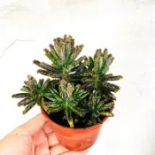 七分田  雨季 棒葉不死鳥 多肉植物