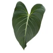 (店+)開心農元-觀葉植物- 榮耀蔓綠絨 絨葉交錦緞蔓綠絨