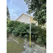 《榮恩園藝》肯氏南洋杉，高2-3米，一棵600，30棵以上含運