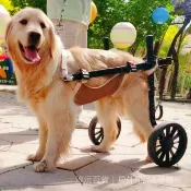 ✅台北現貨+預購✅臺灣保固✅中大型寵物輪椅老狗輪椅狗狗輪椅車狗狗訓練行走輔助推車助力車寵物代步車