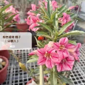 金蘭花園🏷️ 粉色線條 沙漠玫瑰種子 單瓣 種子 粉色系 懶人植物 戶外植物